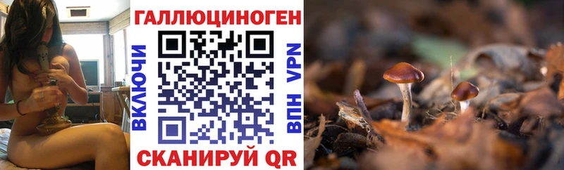 купить наркоту  Елабуга  Галлюциногенные грибы Psilocybe 